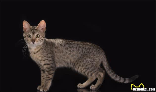 智商令人堪忧的“5大猫咪”，饲养请谨慎