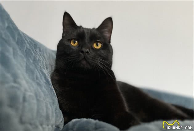 智商令人堪忧的“5大猫咪”，饲养请谨慎