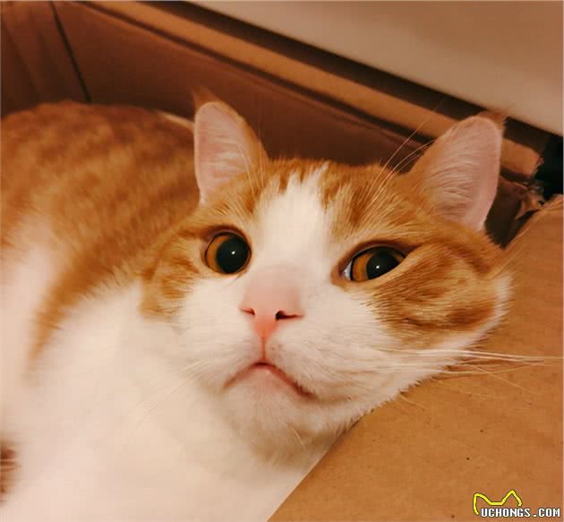 智商令人堪忧的“5大猫咪”，饲养请谨慎