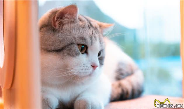 适合家养的6种猫咪，优缺点都帮你归纳好啦