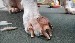 身为铲屎官如何正确的为狗狗剪指甲