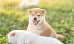 柴门闻犬吠