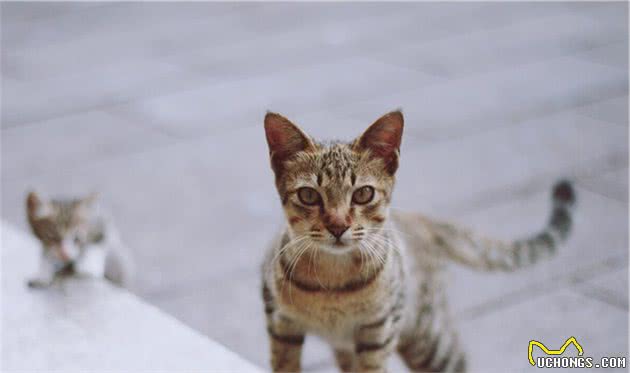 治疗犬猫皮肤性疾病—疖「jiē」及疖病的诊断以及治疗方案等