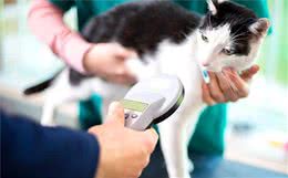 「猫咪体温测量」如何给猫猫量体温？快看过来