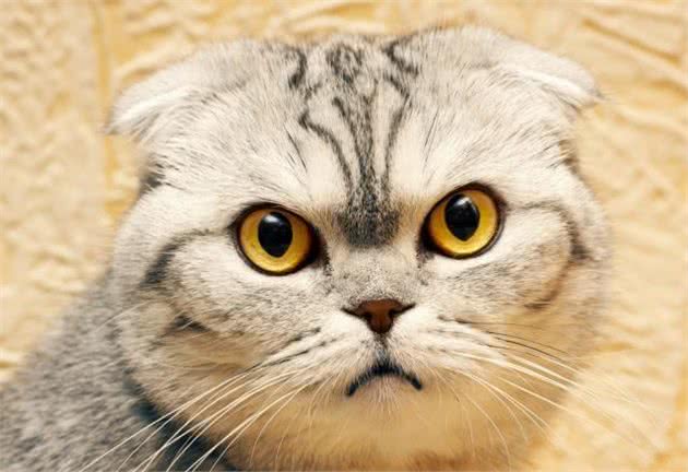 如果你爱猫，请别爱折耳猫，你的爱会让折耳猫很疼