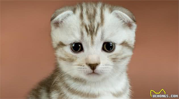 如果你爱猫，请别爱折耳猫，你的爱会让折耳猫很疼