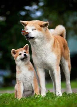 #秋田犬面临灭绝#陪祖先吃过苦的狗，不配享清福？