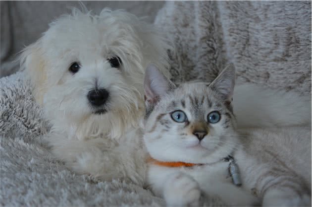 猫狗可以混养吗？为您推荐10种可以和猫咪成为伙伴的狗狗
