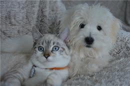 猫狗可以混养吗？为您推荐10种可以和猫咪成为伙伴的狗狗