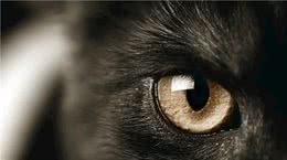 猫咪戴“美瞳”：怕不是妲己转世哦