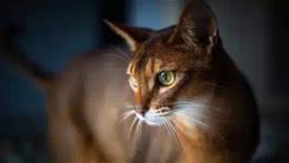 拥有帝王之相—阿比西尼亚猫