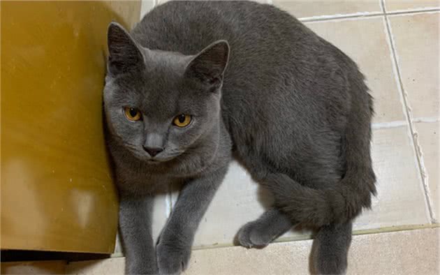 蓝猫抱着水盆不肯离开，铲屎官忍不住笑了：这么想洗澡吗？