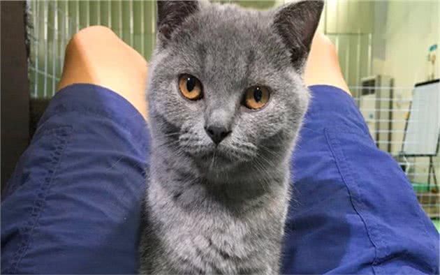 蓝猫抱着水盆不肯离开，铲屎官忍不住笑了：这么想洗澡吗？