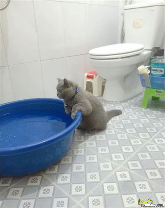 蓝猫抱着水盆不肯离开，铲屎官忍不住笑了：这么想洗澡吗？