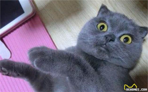 蓝猫抱着水盆不肯离开，铲屎官忍不住笑了：这么想洗澡吗？