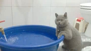 蓝猫抱着水盆不肯离开，铲屎官忍不住笑了：这么想洗澡吗？
