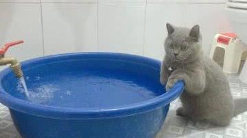 蓝猫抱着水盆不肯离开，铲屎官忍不住笑了：这么想洗澡吗？