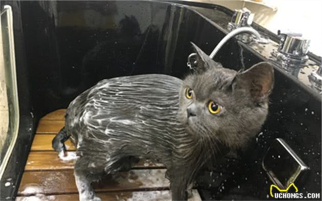 蓝猫抱着水盆不肯离开，铲屎官忍不住笑了：这么想洗澡吗？