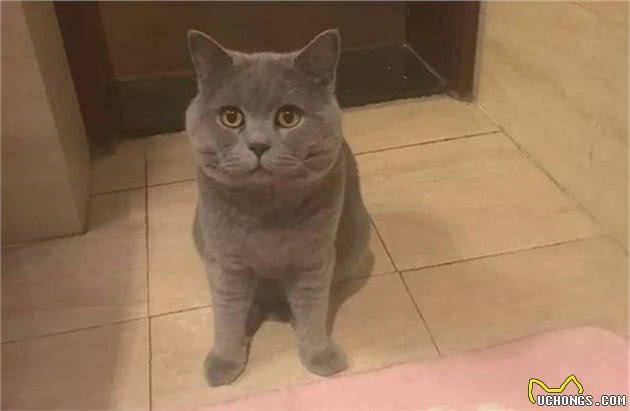 蓝猫抱着水盆不肯离开，铲屎官忍不住笑了：这么想洗澡吗？