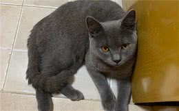 蓝猫抱着水盆不肯离开，铲屎官忍不住笑了：这么想洗澡吗？