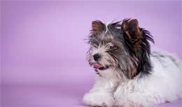 狗掉毛怎么办怎么处理，掉很多