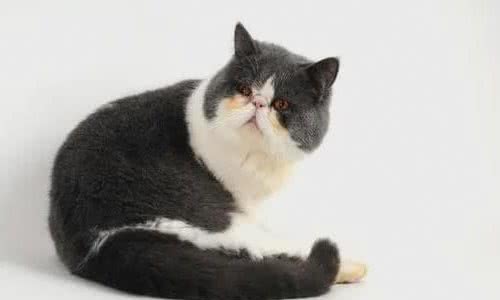 异国短毛猫（加菲猫）的常见饲养问题和管理注意事项