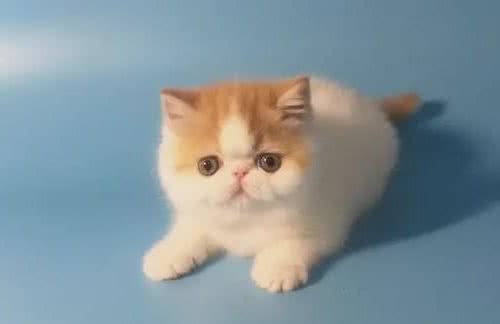 异国短毛猫（加菲猫）的常见饲养问题和管理注意事项
