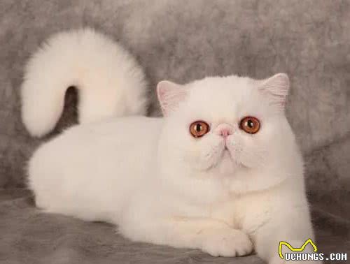 异国短毛猫（加菲猫）的常见饲养问题和管理注意事项