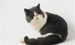异国短毛猫（加菲猫）的常见饲养问题和管理注意事项