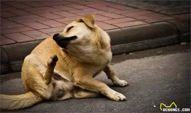狗狗也是会抑郁的，当出现了这些情况时，说明它不开心了