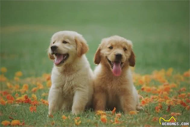 给幼犬做好心理建设，狗狗长大会变乖！主人要注意这3点