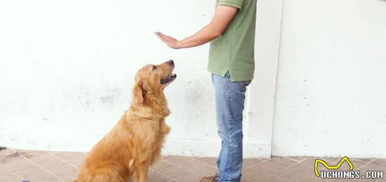 给幼犬做好心理建设，狗狗长大会变乖！主人要注意这3点