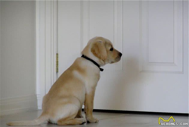 给幼犬做好心理建设，狗狗长大会变乖！主人要注意这3点