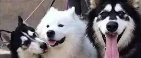 雪橇三傻是真的傻？雪橇三傻具体智商如何！快来做个简单了解吧！