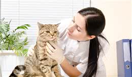 猫狗尿结石的治疗和护理上万字N条建议