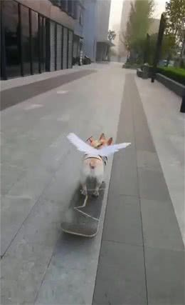 斗牛犬玩滑板火爆全网，这技术我给打满分，网友：弯拐得漂亮