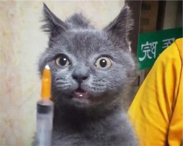 “蓝猫”为什么叫做蓝猫？明明是灰色的！蓝猫的由来