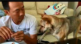 主人喂狗吃饭前要先剪指甲，它马上躲得远远的：不好意思打扰了