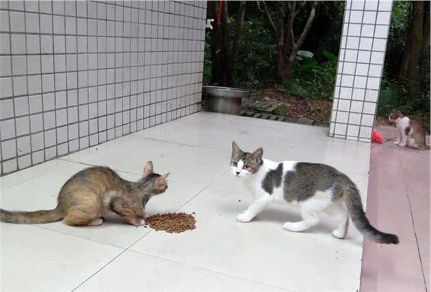 价值上万的卷毛猫被遗弃，翻垃圾堆找吃的，幸好遇到她