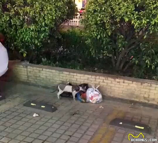 价值上万的卷毛猫被遗弃，翻垃圾堆找吃的，幸好遇到她