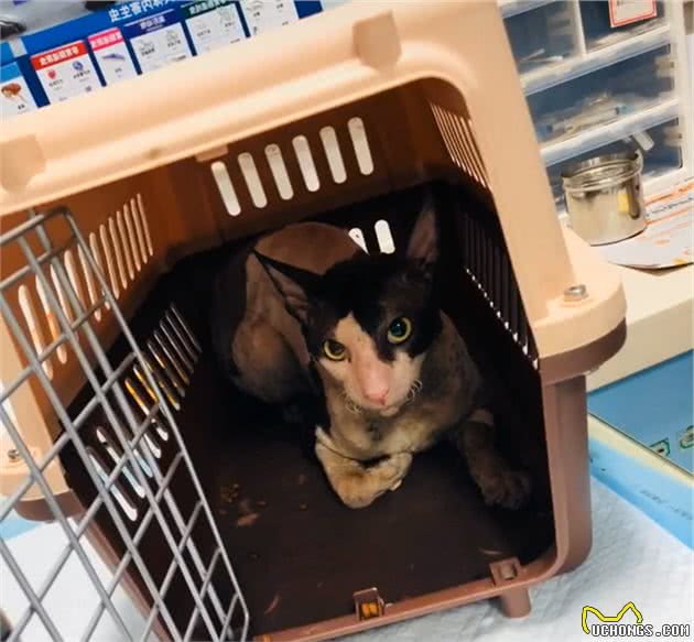 价值上万的卷毛猫被遗弃，翻垃圾堆找吃的，幸好遇到她