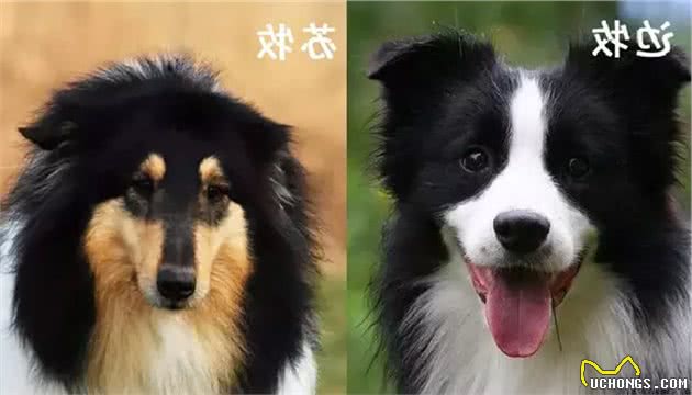 冠军边牧成长｜幼犬如何选