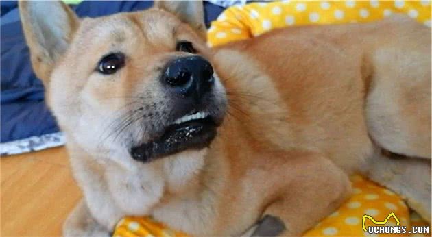 辟谣，田园犬不用遛弯？狗狗出门的三大需求，只是土狗常被忽视