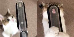 宠物“玩具”花样多，铲屎官们不要太惊奇