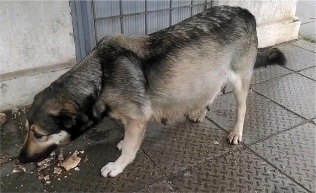 怀孕狗狗街头流浪，临近分娩却仍在觅食，大叔于心不忍：跟我走