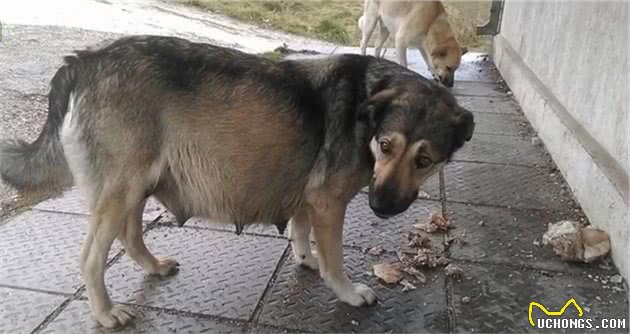 怀孕狗狗街头流浪，临近分娩却仍在觅食，大叔于心不忍：跟我走