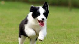 看你的狗狗会不会这几点，就知道聪不聪明，就看它占了几样