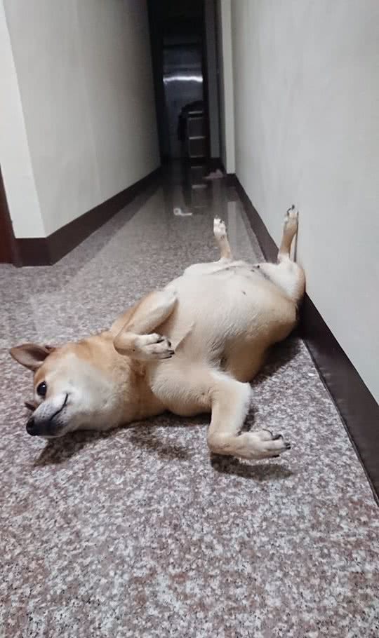 12岁高龄柴犬走到生命尽头，硬撑上街排便，走到一半就倒下