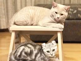 9月大卷耳猫本为「童养媳」，到家后天天欺负大猫，全无淑女姿态