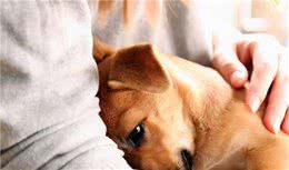 这些事情，对狗狗来说，是“地狱”的存在